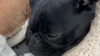 The loudest snoring Pug in the world