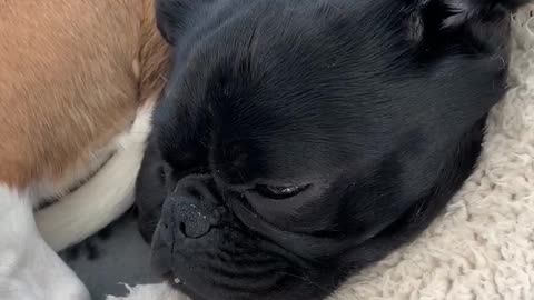 The loudest snoring Pug in the world