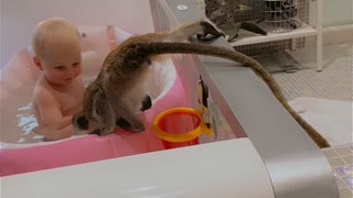 Monkey Checks Out Baby's Bath
