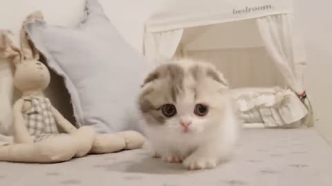 Cute kitten videos short leg cat KimsKennelUS
