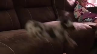 Little puppy jumps into the hands of laughing owner