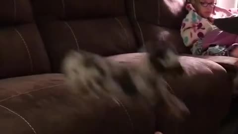 Little puppy jumps into the hands of laughing owner