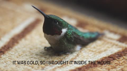 Woman rescues dying hummingbird
