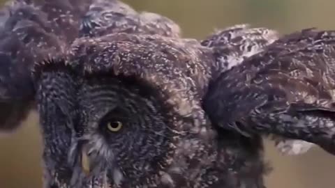 Great Gray Owl Hunts For Rodents In A Field