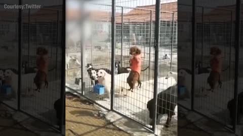 Watch: How these dogs escaped from a cage