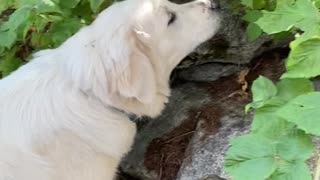 Dog picking berries from bush