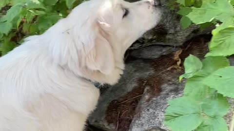 Dog picking berries from bush