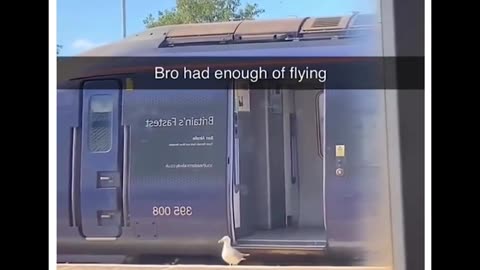 bro was enough flying 😂😂🐥