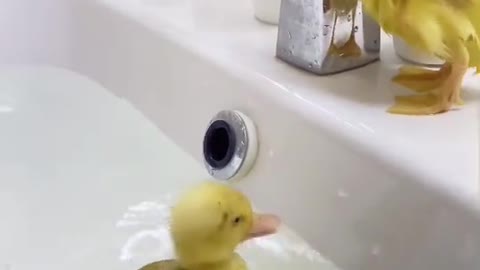 baby ducks take their first swim