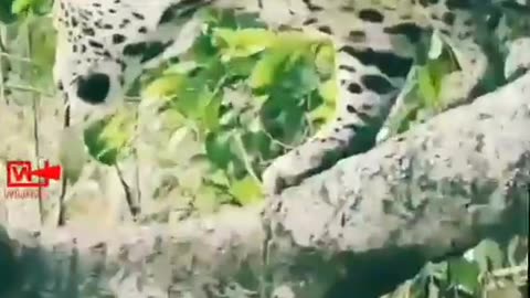 BOLD and the BEAUTIFUL - JAGUAR_Jaguar Hunts Caiman Crocodile_ Jaguar Attacks Crocodile...