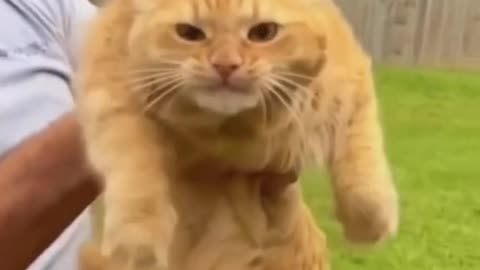 Funny cats compilation😹😹😹