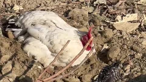 Chicken Dust Bath