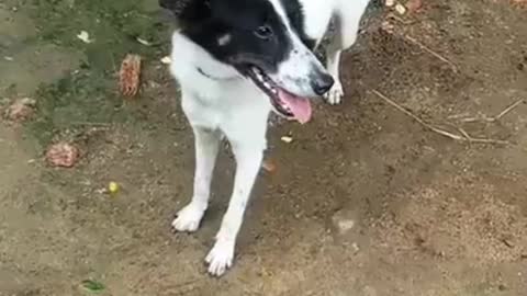 Dog sets frisbee record for longest catch during Canadian football game