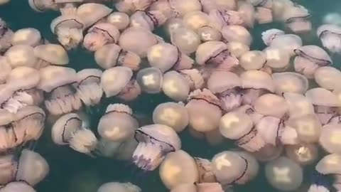 Thousands of Jellyfish in Italy