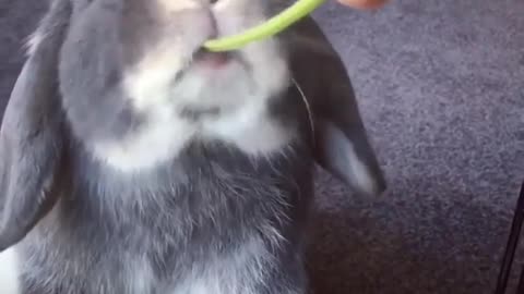 Rabbits are really good at eating green food