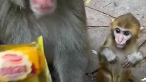 monkeys gladly accept treats