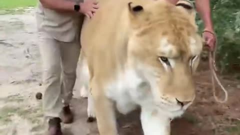 Is this this biggest cat in the world lion King best of Lion king video