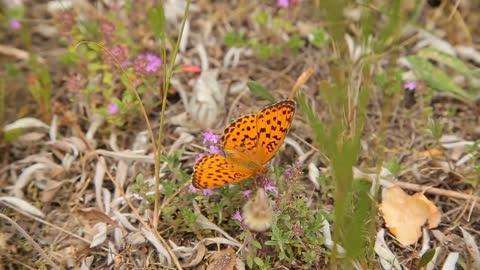 butterfly on wildflowers in the field