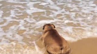 Bulldog chills at the beach just like humans do!