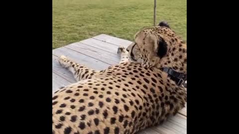 Cheetah Lounges and Purrs at Cincinnati Zoo