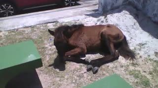 Foal is seen sunbathing near the beach, the mare is nearby [Nature & Animals]