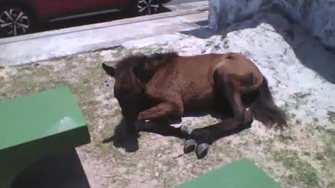 Foal is seen sunbathing near the beach, the mare is nearby [Nature & Animals]