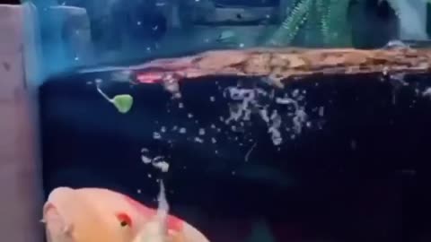 duck swimming inside the aquarium together with fish