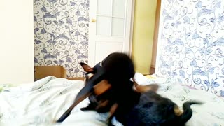 Domestic dog fights