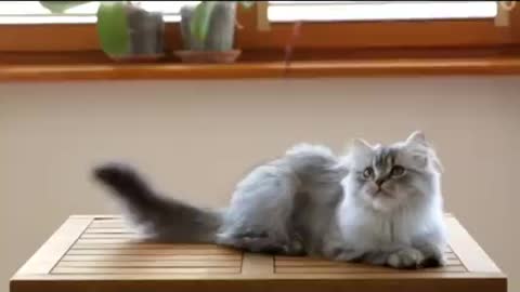 cute cats and very nice video