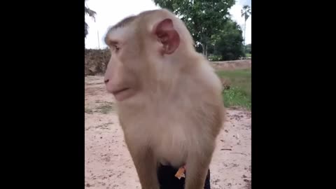 റേഡിയേറ്റർ തണുപ്പിക്കാൻ 🫢 #funnyanimals