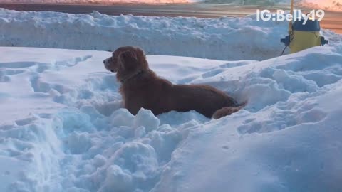 Brown dog golden retriever playing in pile of snow next to driveway