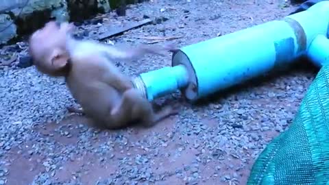 Amazing Dog!!! Helping cutie Marima stuck in tube.