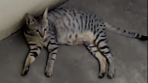 Cute indian cat trying to sleep