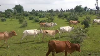 Kids Cow Videos - Kids Cow Video With Mooing Sound Without Music - Kids Cow Videos for Kids & Parent