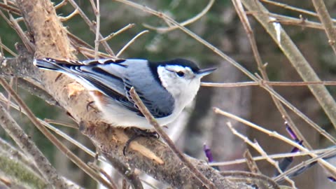 Nuthatch