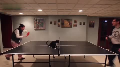 Cat playing Ping pong while jumping like a Pro
