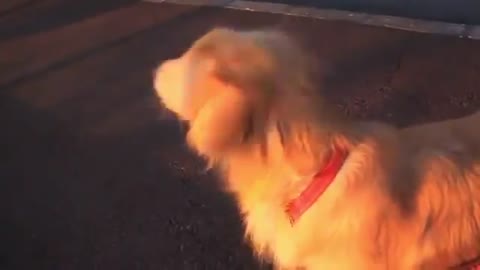 Cute Dog Copying Police Siren Sound