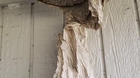 Wasp nest parable