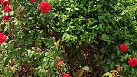 Red roses hedge