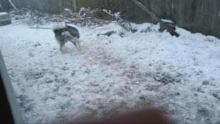 Luna chasing her tail...