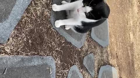 A cute street cat coming to play with me.