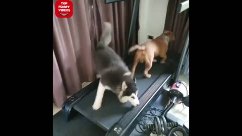 Two Dogs Try to Run On A Treadmill.
