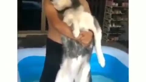 Husky learns that the pool is not that terrifying after all 😆😁 #dog #dogstagram
