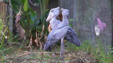 Shoebill Storks