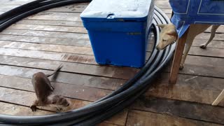 Dog and Wild Otter Playing Together