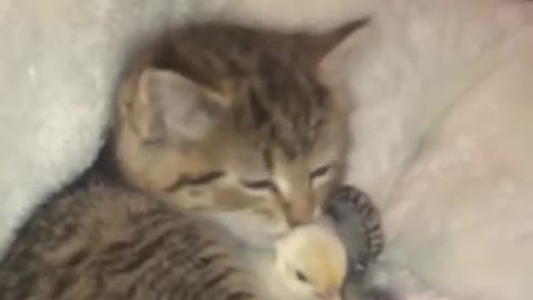 Kitten and Chick Friendship.. Watch the most beautiful clip for today