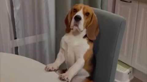 Beagle Dog Sitting on a Table Chair Like a Distinguished Gentlemen