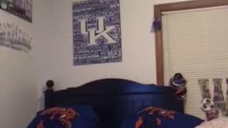 Green tank top girl tries to do back flip on blue bed breaks it