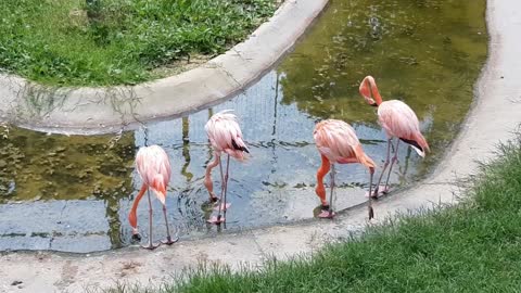 Group of pink flamingos drink from a pond of water