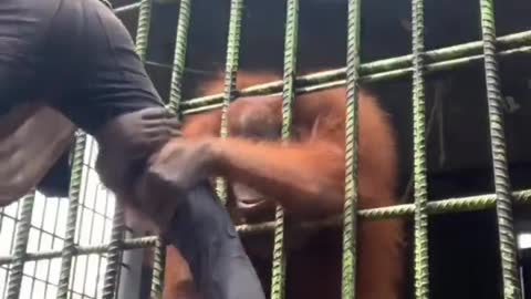 This Is Why You Don’t Get Too Close to an Orangutan‘s Cage